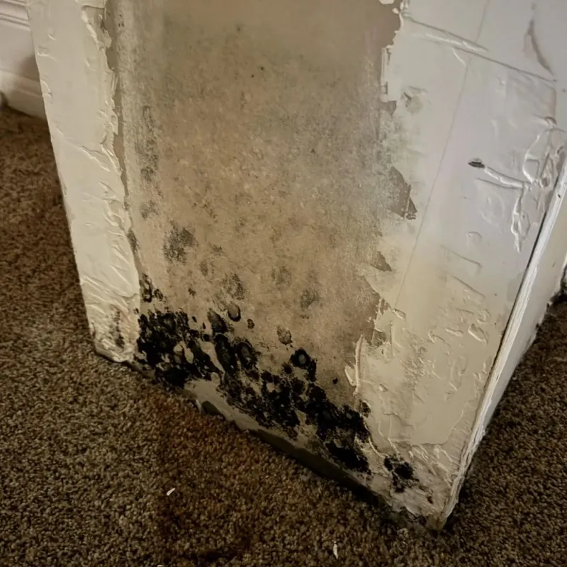 Professional Mold Removal in Poquoson, VA